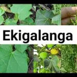 kojja kansiiwa