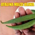 kojja kansiiwa